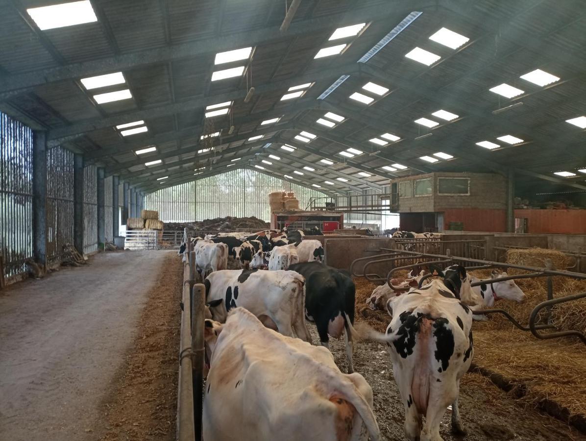 Gite A La Ferme Chez Magali Escaudoeuvres Eksteriør billede