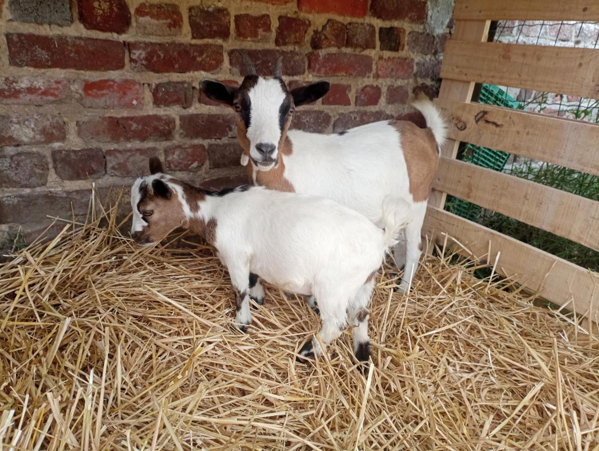 Gite A La Ferme Chez Magali Escaudoeuvres Eksteriør billede